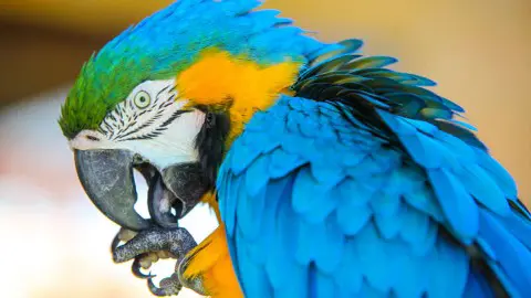 turis-thermas-imagem-galeria-atracoes-thermas-water-park-fazendinha-do-vo-braulio-65b69f2d03e68_2.webp